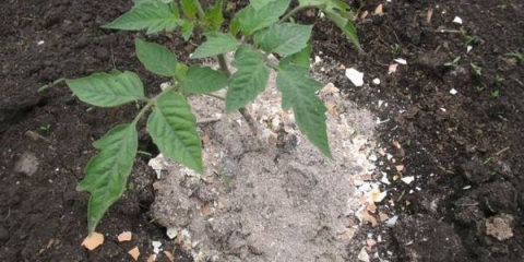 Pravilno hranjenje paradajza u stakleniku i otvorenom tlu